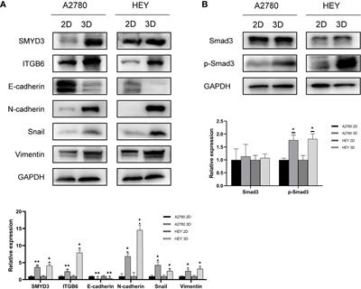 A SMYD3/ITGB6/TGFβ1 Positive Feedback Loop Promotes the Invasion and Adhesion of Ovarian Cancer Spheroids